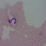 Gudaczewska-babesia-Ninoczka_8